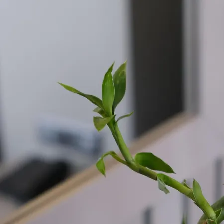 Dilens Bosphorus Hotell